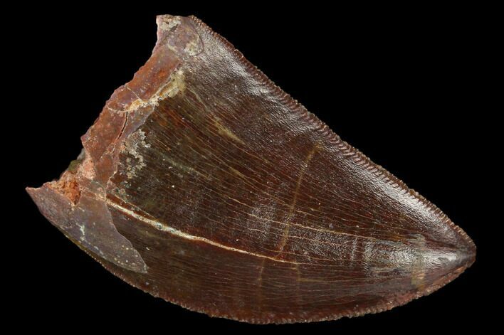 Serrated, Carcharodontosaurus Tooth - Beautiful Preservation #127160